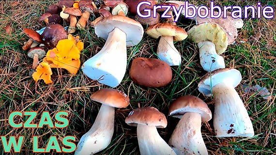 Zalety i zagrożenia związane z grzybobraniem