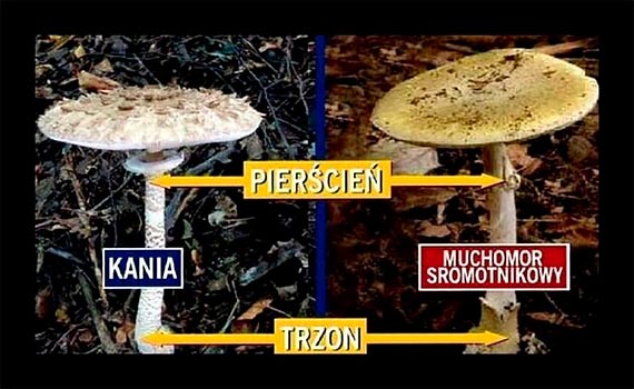 Zalety i zagrożenia związane z grzybobraniem