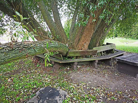 Mieszkaniec - potny konar na awkach!