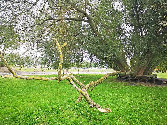 Mieszkaniec - potny konar na awkach!
