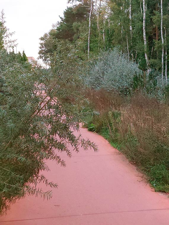 Czytelniczka: Droga ciernistych krzewów