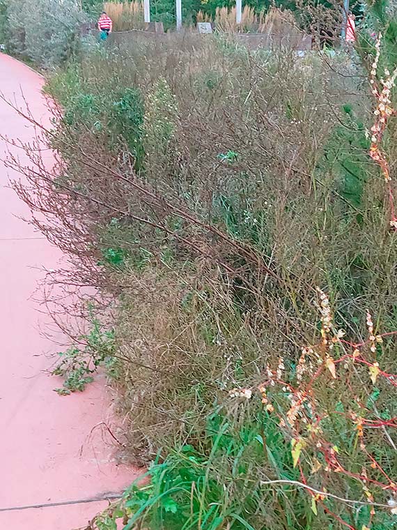 Czytelniczka: Droga ciernistych krzewów