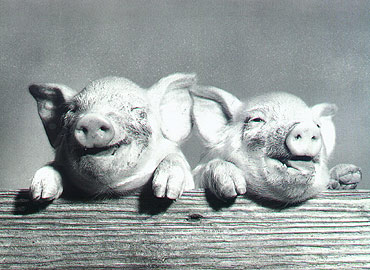 WISKA WOJNA