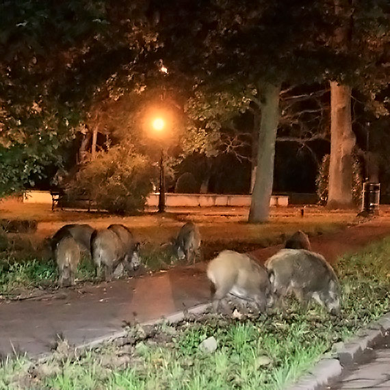 Co robi, gdy spotkamy w parku dzika? UM: Najlepszym wyjciem jest stan w bezruchu, na pewno nie naley ucieka ani robi haasu
