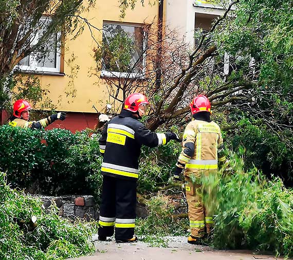 Na Matejki drzewo spado na samochd