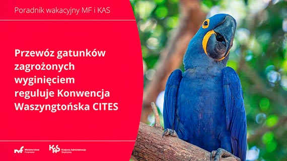 Handel zagrożonymi gatunkami roślin i zwierząt jest karalny