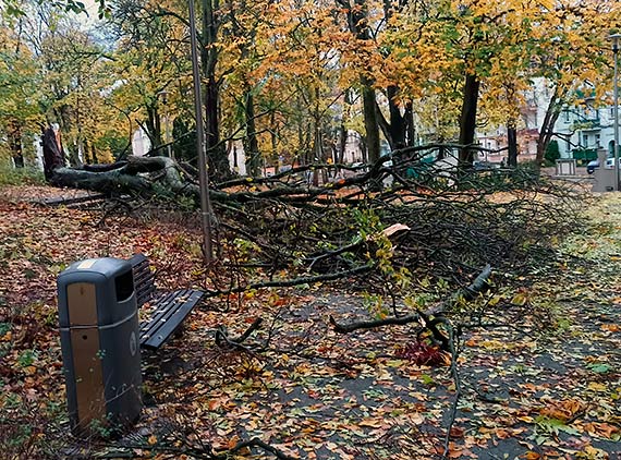 Jesienne bałagany w Parku Chopina