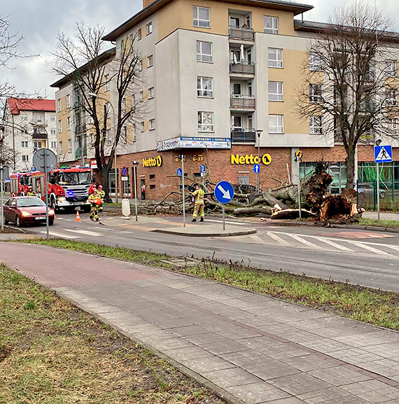 Ogromne drzewo runo na chodnik i cz jezdni! To cud, e nikomu nic si nie stao