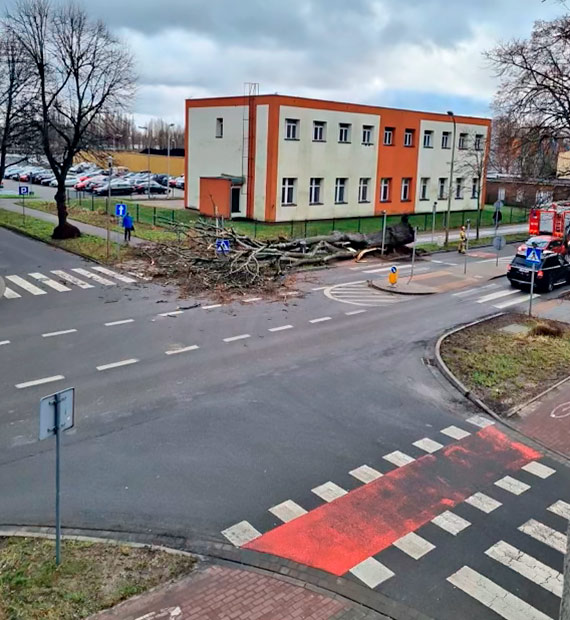 Ogromne drzewo runo na chodnik i cz jezdni! To cud, e nikomu nic si nie stao