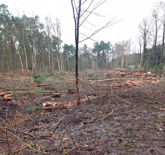 Wyrnli cz lasu a teraz si tumacz: Prace doprowadz do wymiany pokolenia drzew