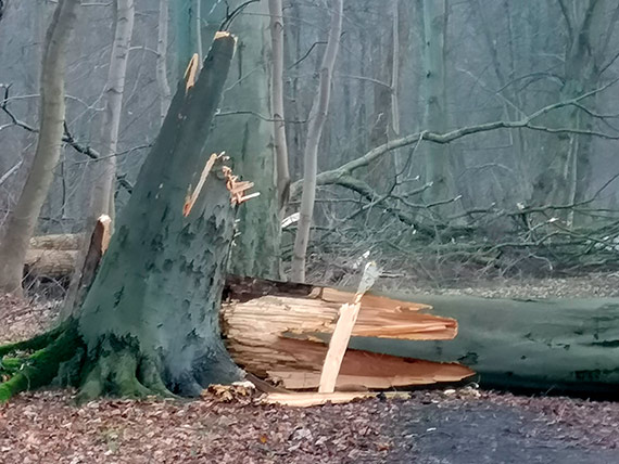 Powalone drzewa w parku i na ulicach