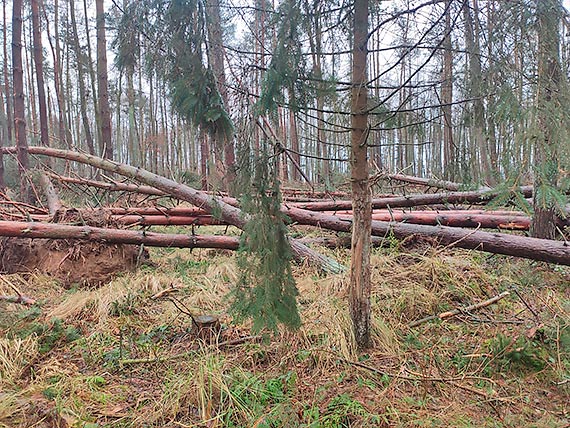 Szkody od wiatrów