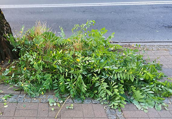 I już nie będzie z liścia - przerośnięte krzaki zostały przycięte