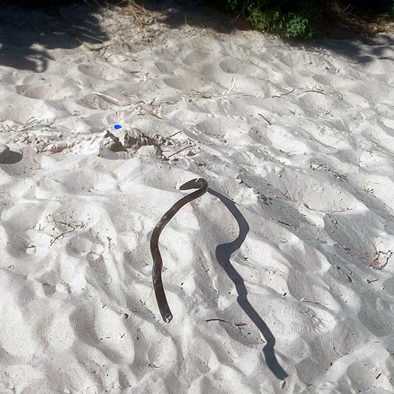 Mieszkaniec: Wystający kabel przy wejściu na plażę. Czy czekamy, aż stanie się tragedia?