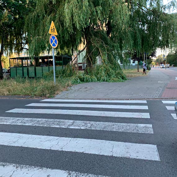 Mieszkaniec: To ju nie wierzba paczca, a ryczca!