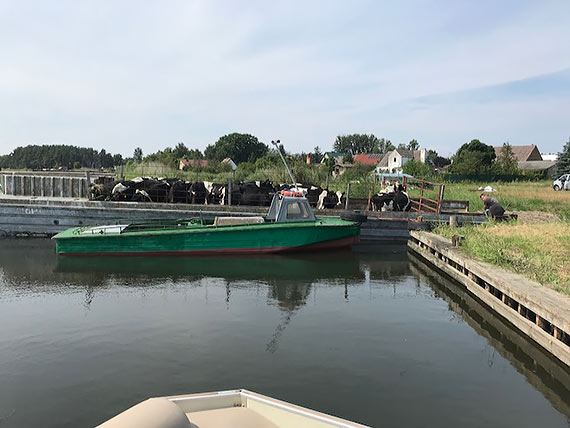 Trwa ewakuacja byda z wysp Woliskiego Parku Narodowego