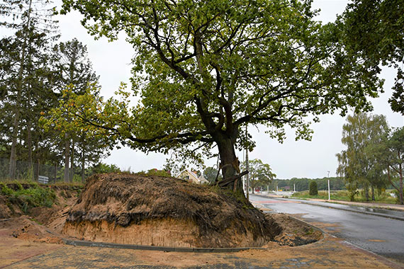 Karsibór. Budują palisadę, która będzie chronić drzewo