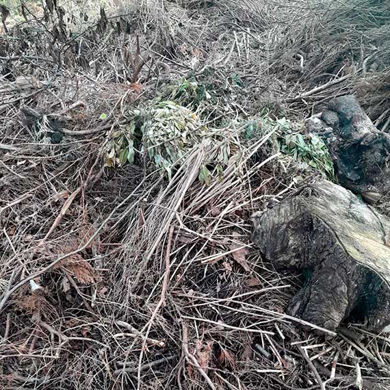 Czytelnik: Działkowicze robią porządki jesienne, a śmieci trafiają do lasu