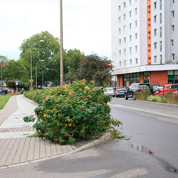 Ulica czy rabatka?