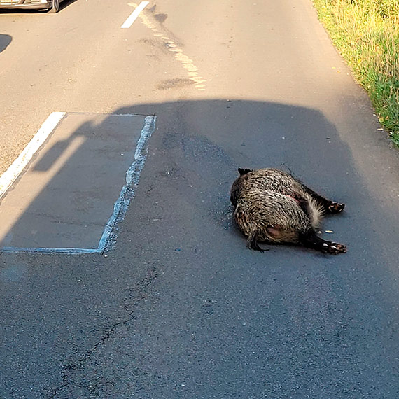 Chwile grozy na Pomorskiej, osobowa Kia kontra duży dzik! Zwierzę wybiegło na jezdnię i uszkodziło auto