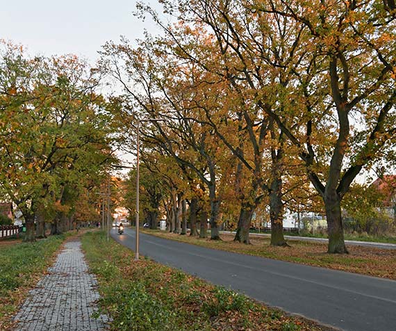 Wyjątkowy Pomnik Przyrody. Aleja Dębowa w Karsiborze