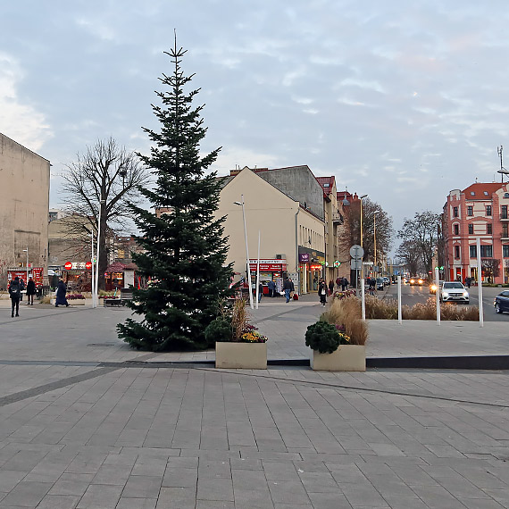 Choinka ju na Placu Wolnoci. Drzewko stoi i czeka na ozdoby