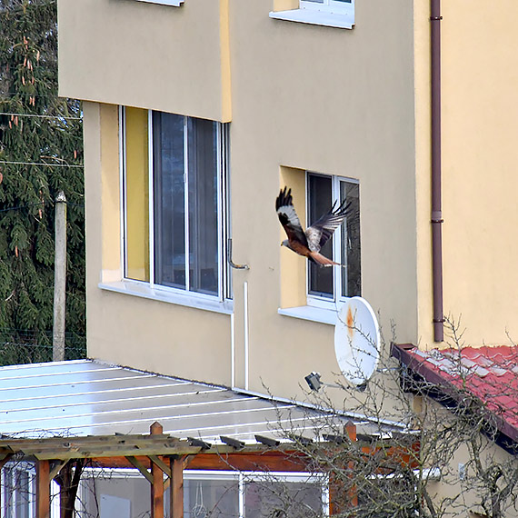 Kania ruda na owach w Lubinie