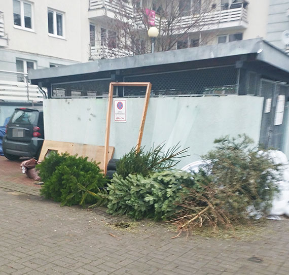 Co z choinkami po witach? Zabior je pracownicy Remondisu, znamy ju harmonogram ich odbioru