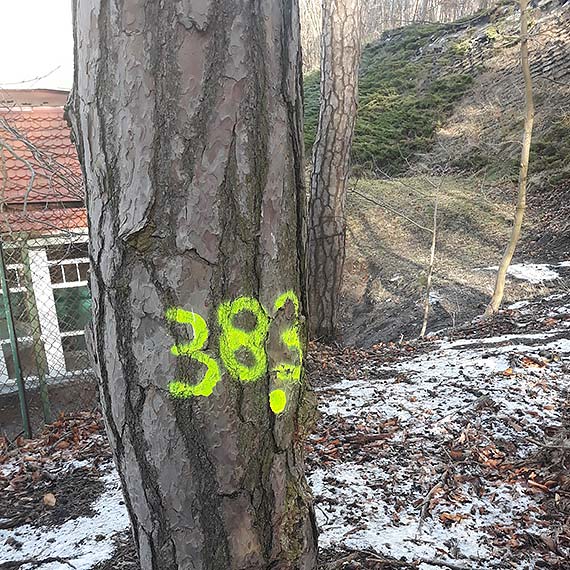 Tajemnicza choroba winoujskich drzew