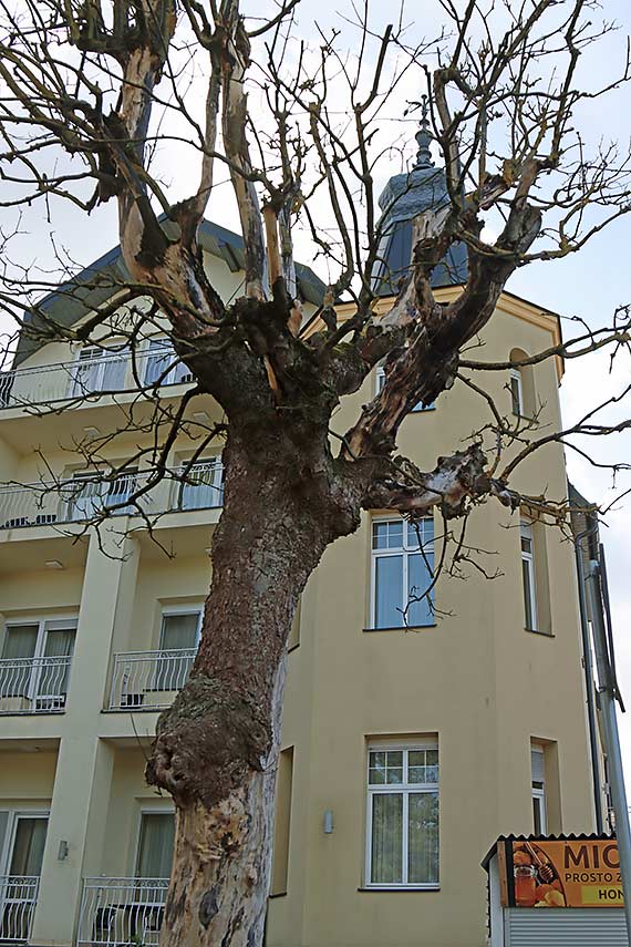 Niedbałość, kto odpowiada za martwe drzewa w mieście?