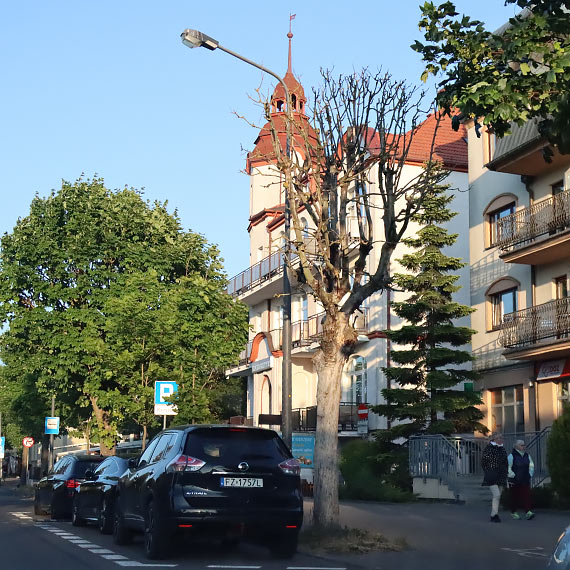 Niedbałość, kto odpowiada za martwe drzewa w mieście?