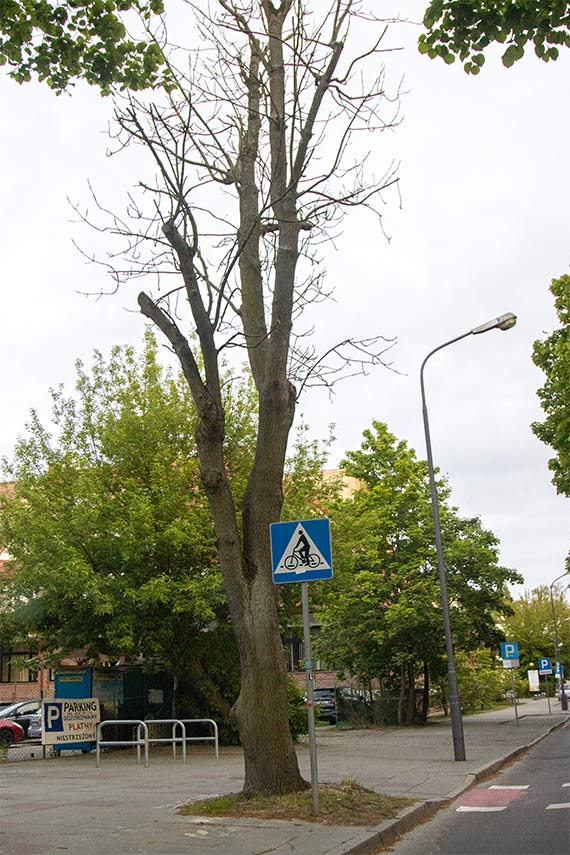 Niedbałość, kto odpowiada za martwe drzewa w mieście?