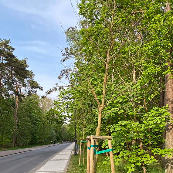 Skandal, drzewa umierają młodo w Świnoujściu