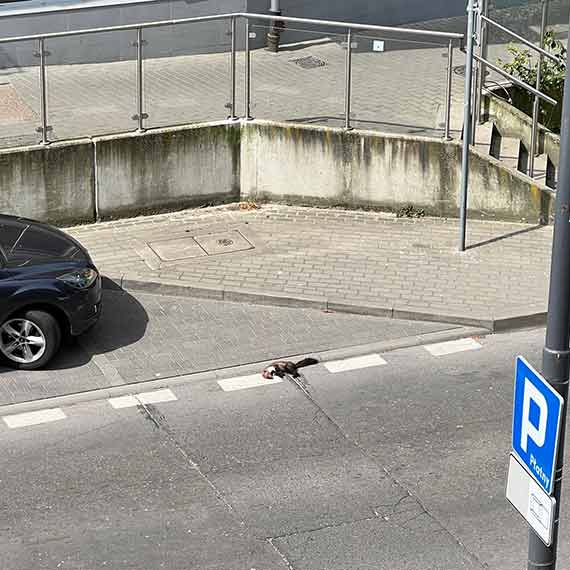 Zapewnienie skutecznej utylizacji martwych zwierzt na ulicach winoujcia: Rola firmy Remondis i potrzeba dostpnoci w weekendy