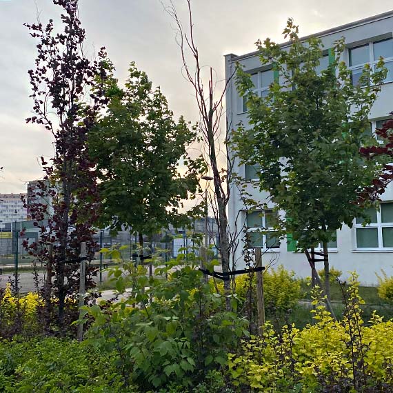 Zaniedbane zielone dziedzictwo przy ulicy Kościuszki - lekcja ekologicznej odpowiedzialności [2]