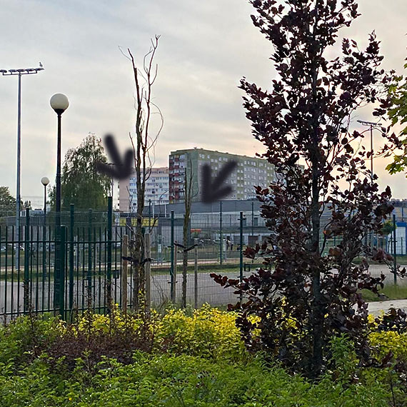 Zaniedbane zielone dziedzictwo przy ulicy Kościuszki - lekcja ekologicznej odpowiedzialności