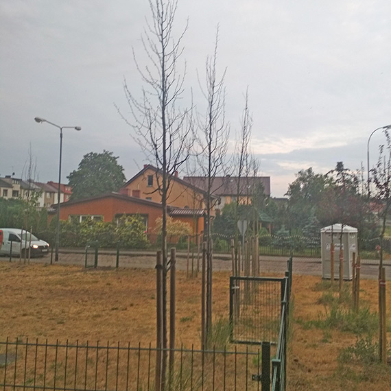Mieszkaniec: Kolejne drzewa umieraj, stojc...