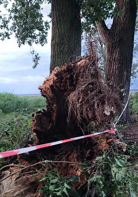 Spróchniałe topole mogą w każdej chwili runąć