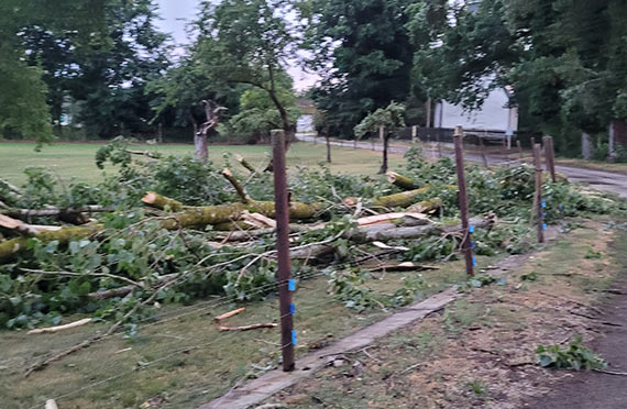 Spróchniałe topole mogą w każdej chwili runąć
