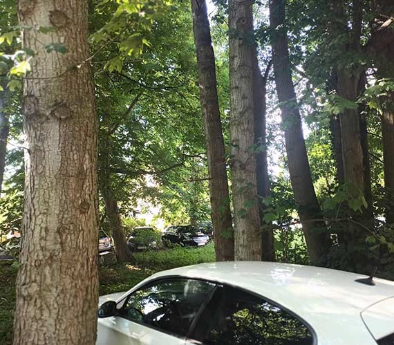 Zaszliśmy za daleko: bezprawne parkowanie dewastuje nie tylko Park Zdrojowy! Czy tak ma wyglądać miejska polityka parkingowa?