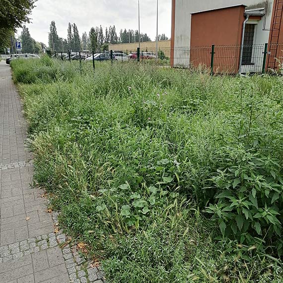 Mieszkanka: Wydawane pieniądze na odkomarzanie nic nie dają, bo komary siedzą w trawie!