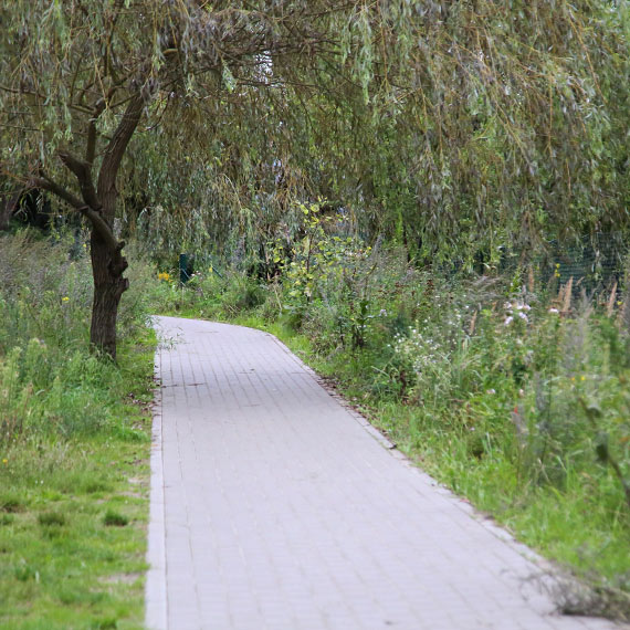 Chwasty wszędzie: Przyroda bierze górę nad urbanizacją