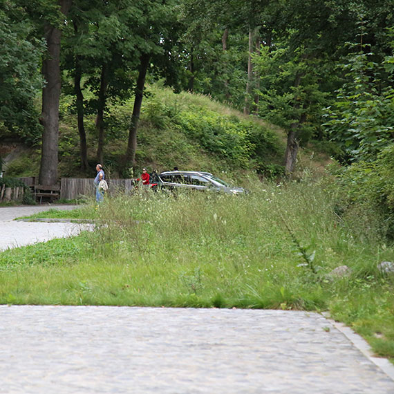 Chwasty wszędzie: Przyroda bierze górę nad urbanizacją