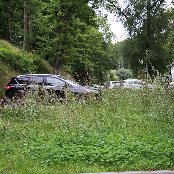 Chwasty wszędzie: Przyroda bierze górę nad urbanizacją