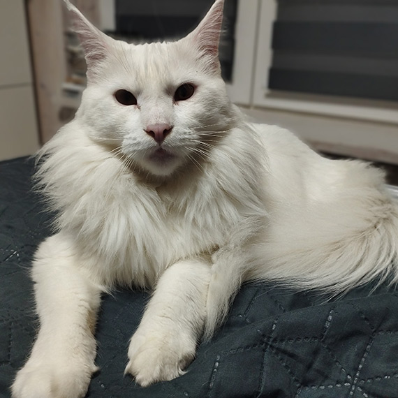 Zaginiony roczny kot rasy Maine Coon w okolicy wydrzany. Proba o pomoc i nagroda dla znalazcy