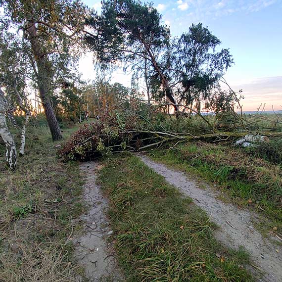 Uwaajcie, rowerzyci! Zamane drzewo utrudnia przejazd w stron Zalewu