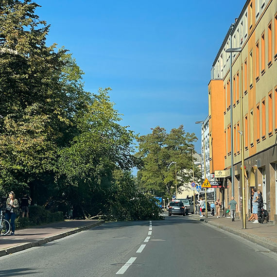 Drzewo spado na ulicy Konstytucji 3 Maja 