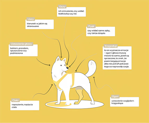 Jak dobrze zrozumieć psią mowę ciała? - czytanie sygnałów, które daje nam nasz pupil