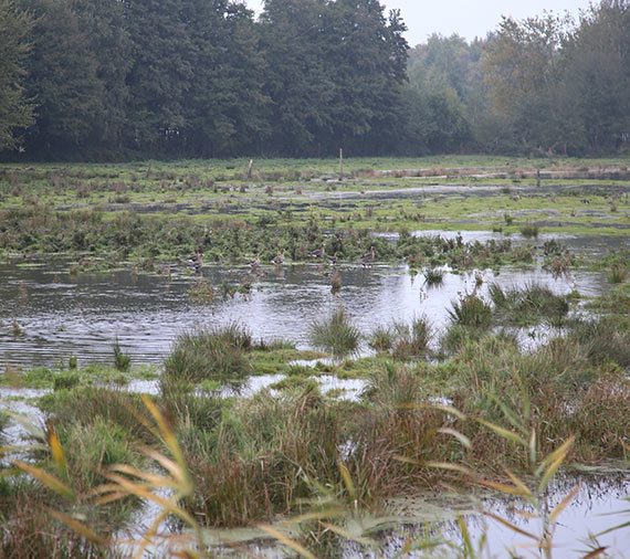 Urząd Miasta: Podtopione tereny za wałem w Łunowie - przyczyną jest...natura