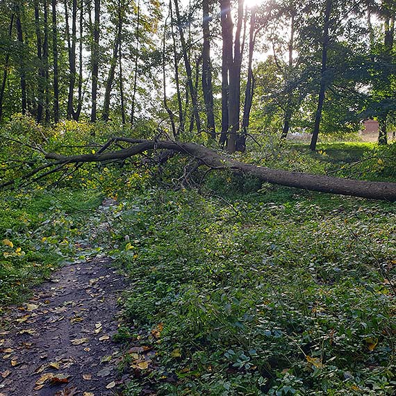 Bezpieczeństwo w Parku Zdrojowym w Świnoujściu zagrożone? Bobry a problem bezczynności władz